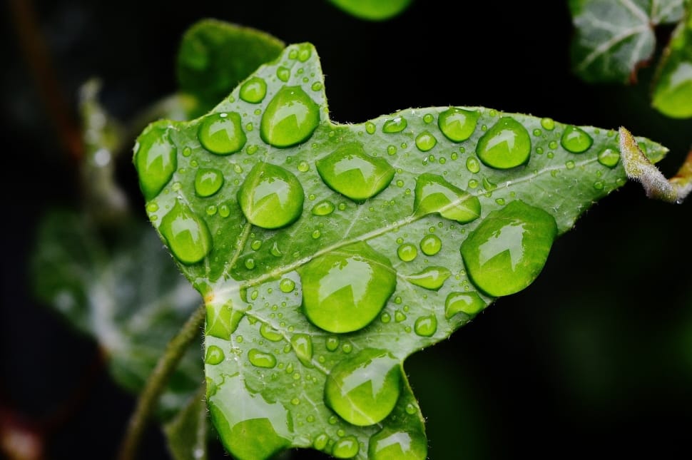 Nature, Climber, Drip, Ivy, Ivy Leaf, leaf, green color preview