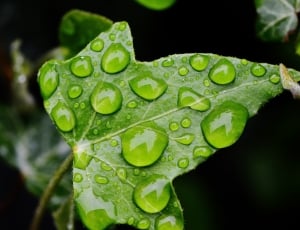 Nature, Climber, Drip, Ivy, Ivy Leaf, leaf, green color thumbnail