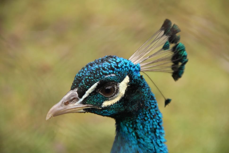 peacock bird preview