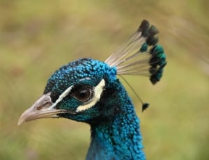 peacock bird thumbnail