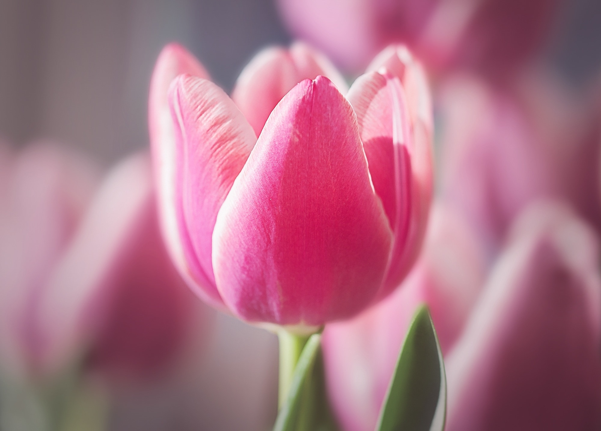 Что значат розовые тюльпаны. Розовые тюльпаны. Нежные тюльпаны. Тюльпаны. Нежно-розовый. Красивые розовые тюльпаны.