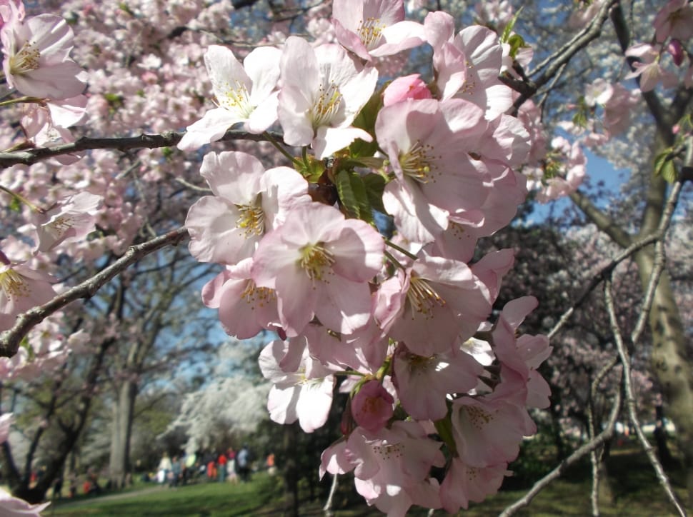 Dc, Spring, Cherry, Cherry Blossom, flower, blossom preview