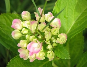 pink and green flower plant thumbnail