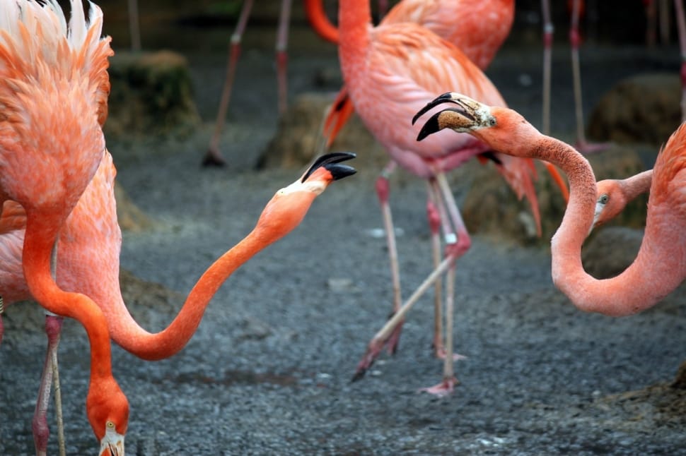 pink flamingos preview