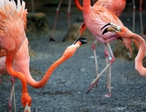 pink flamingos thumbnail