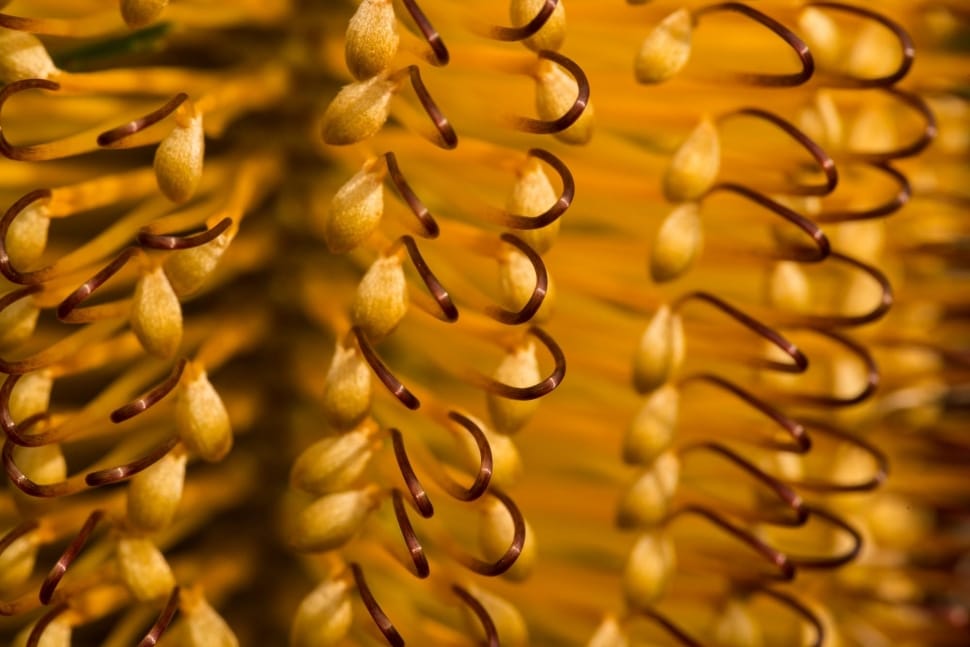 Flower, Close-Up, Banksia, Australia, full frame, healthcare and medicine preview