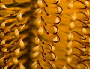 Flower, Close-Up, Banksia, Australia, full frame, healthcare and medicine thumbnail