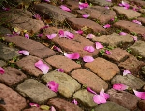 pink and white flower petals thumbnail