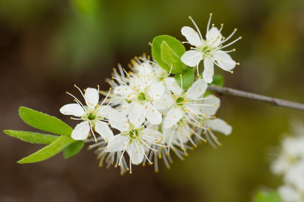 white-petaled flowers preview
