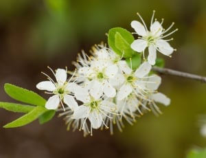 white-petaled flowers thumbnail