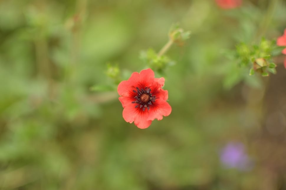 red flower preview