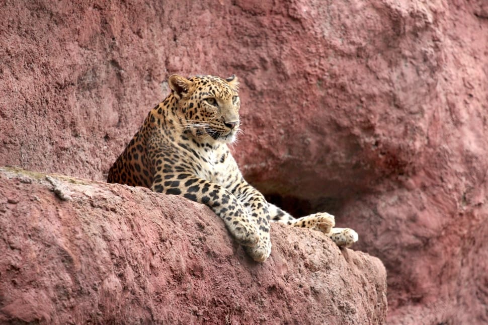 jaguar on brown boulder preview