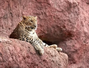 jaguar on brown boulder thumbnail