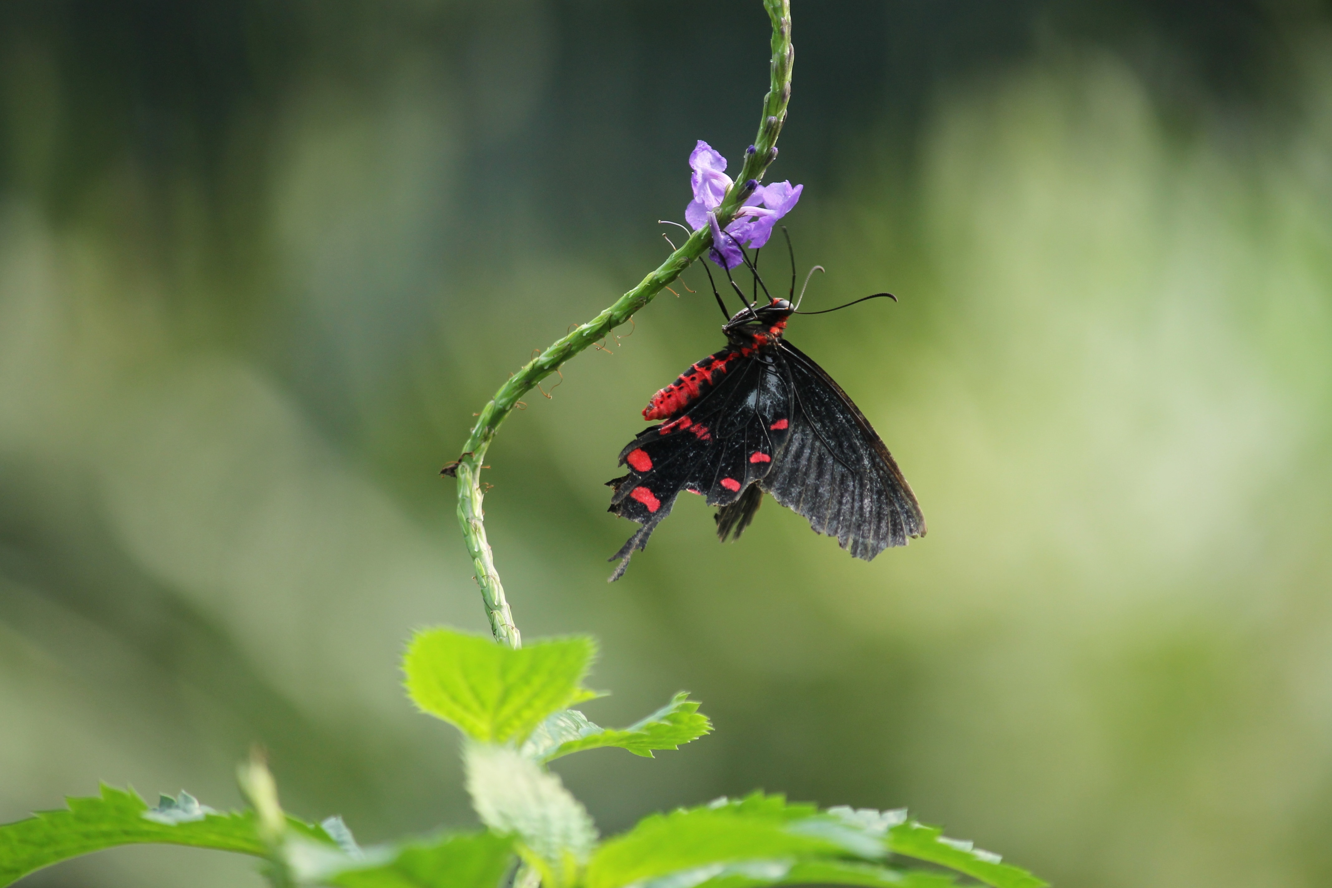 Бабочка насекомое с красными горохами