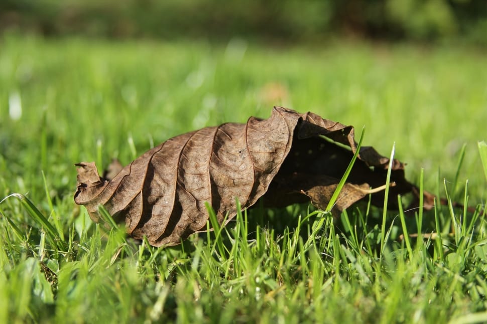 withered leaf lying on the grass preview