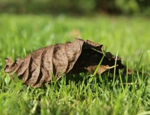 withered leaf lying on the grass thumbnail