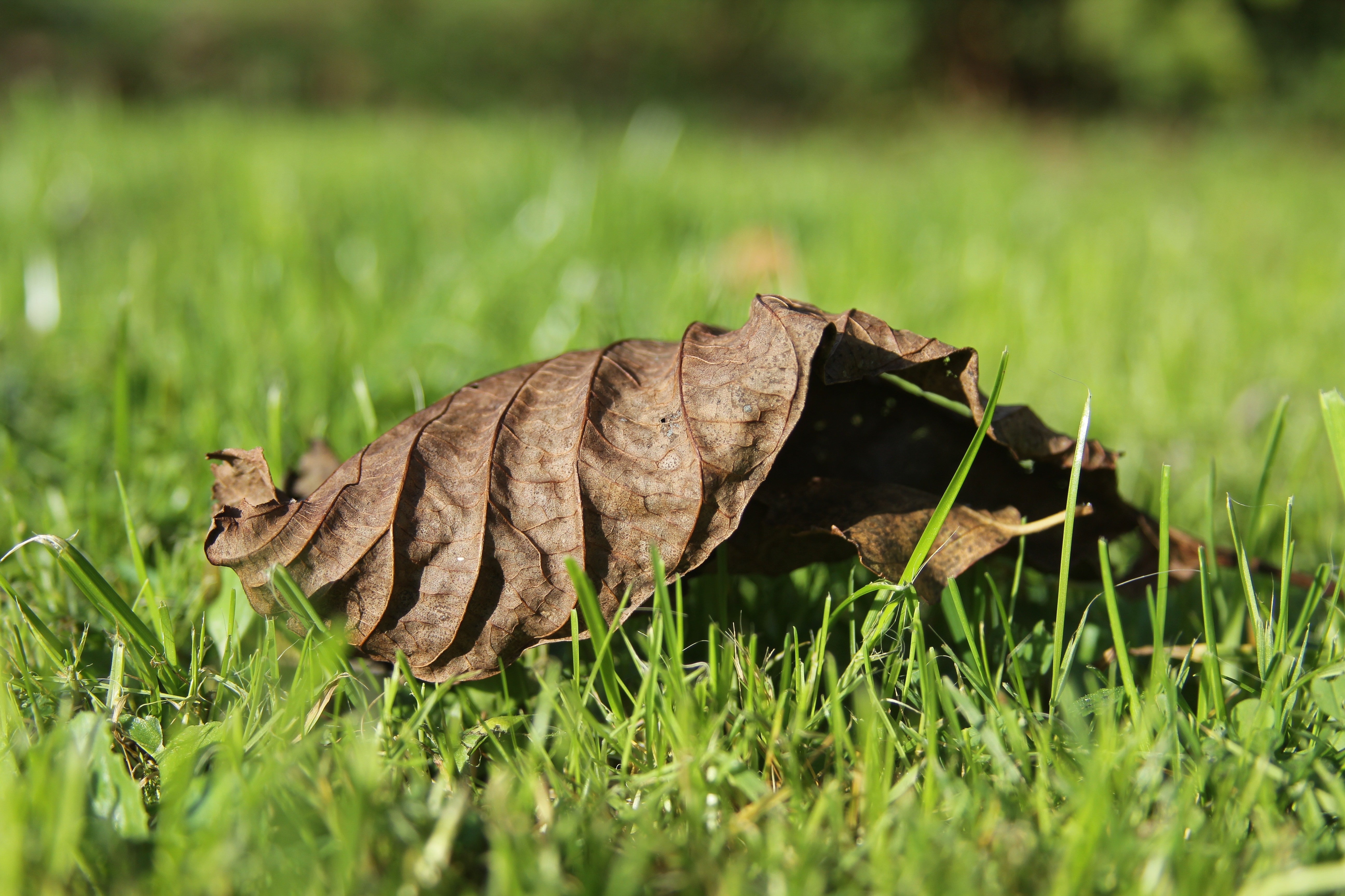 withered leaf lying on the grass