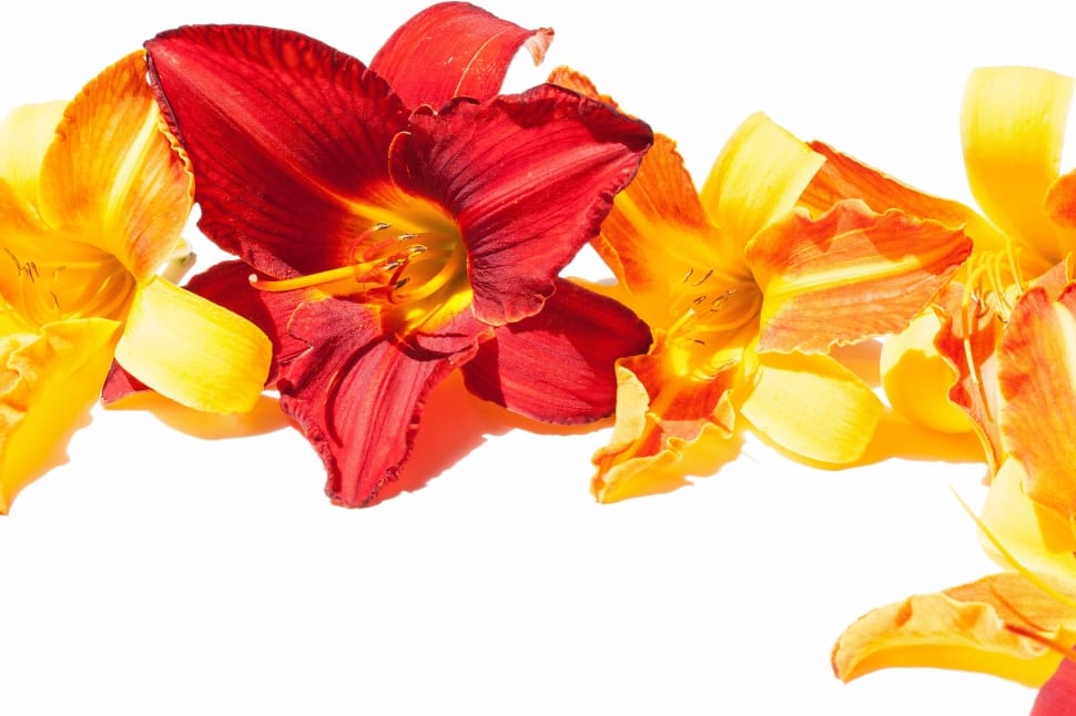 yellow and red flowers preview