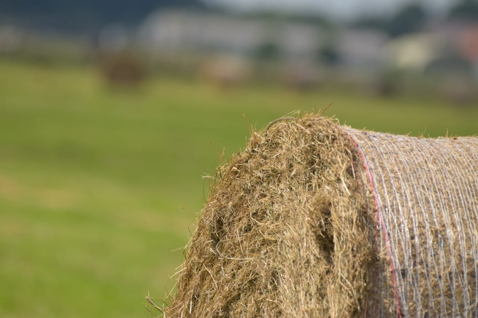 Hay, Round Bales, Hay Bales, Winter Feed, agriculture, field preview
