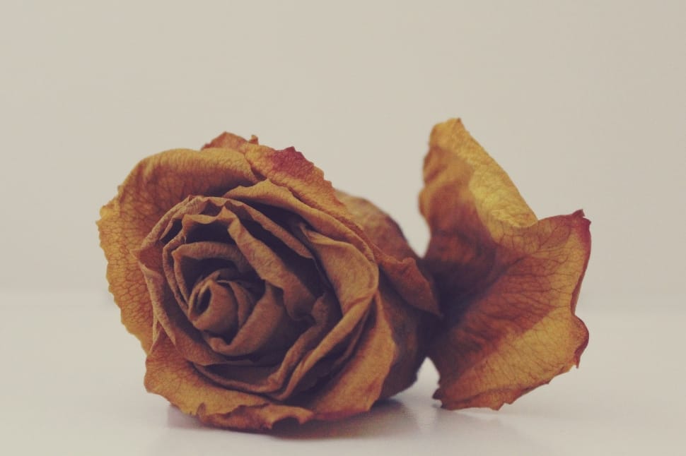 macro photography of yellow dried rose preview