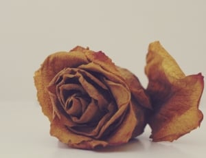 macro photography of yellow dried rose thumbnail