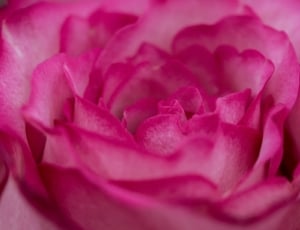 flower, pink, petal, bloom, flower, pink color thumbnail