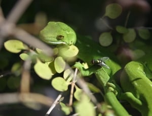 2 green lizards thumbnail