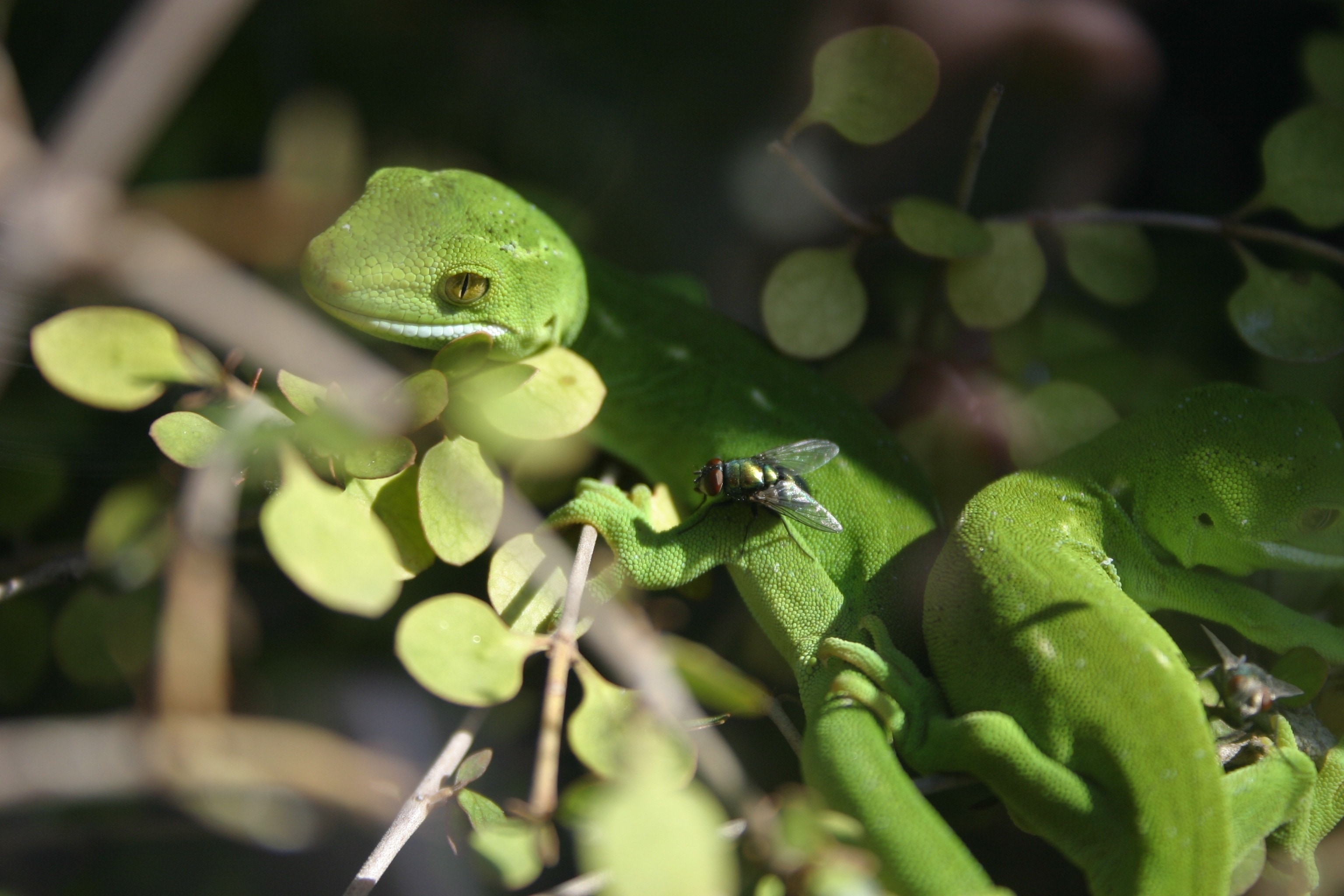 2 green lizards