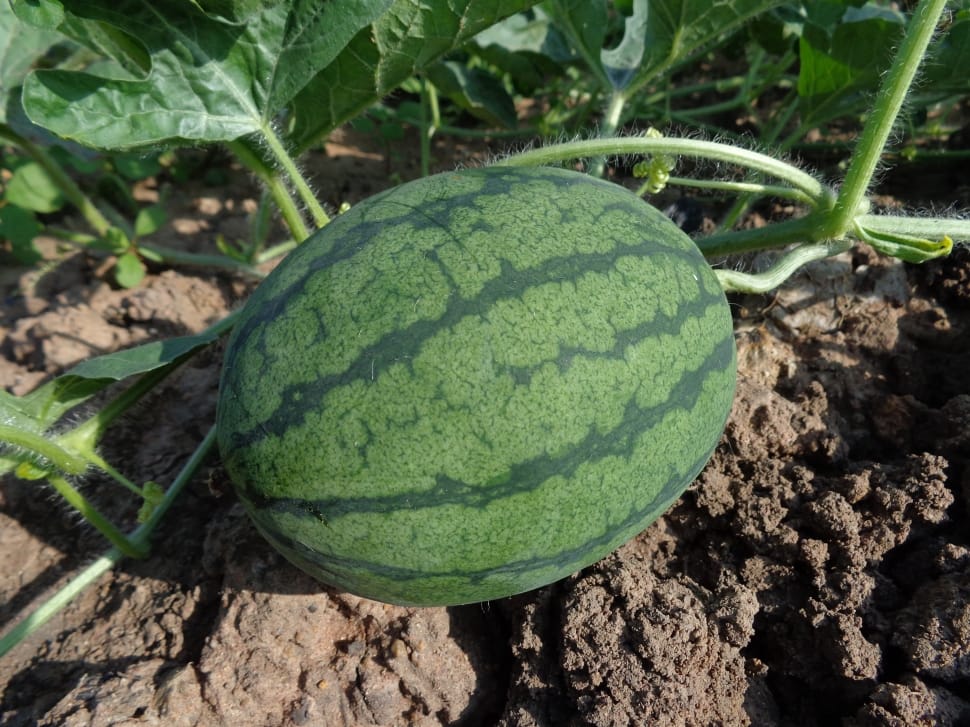 Watermelon, Hybrid Watermelon Seed, food and drink, green color preview