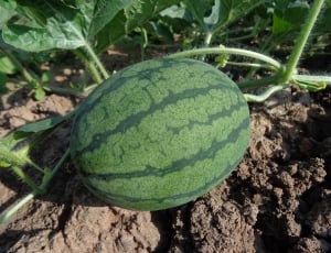 Watermelon, Hybrid Watermelon Seed, food and drink, green color thumbnail