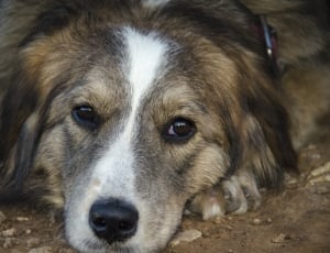 white, brown, and black long coat dog lying on brown soil thumbnail