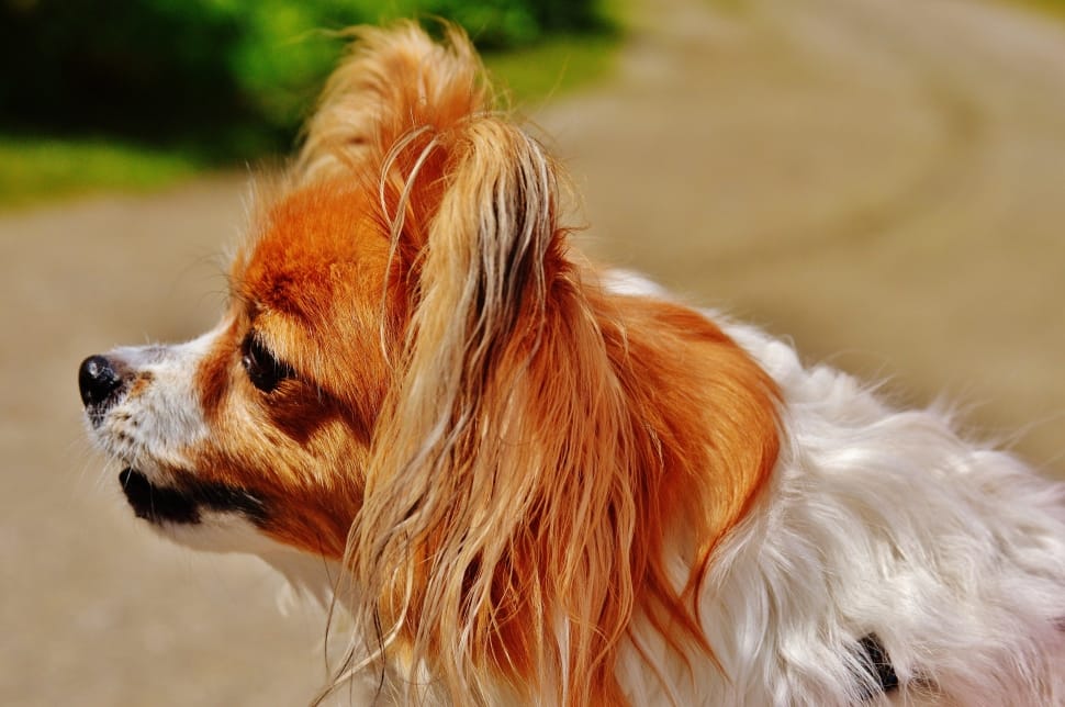 white and brown cavalier king charles spaniel preview
