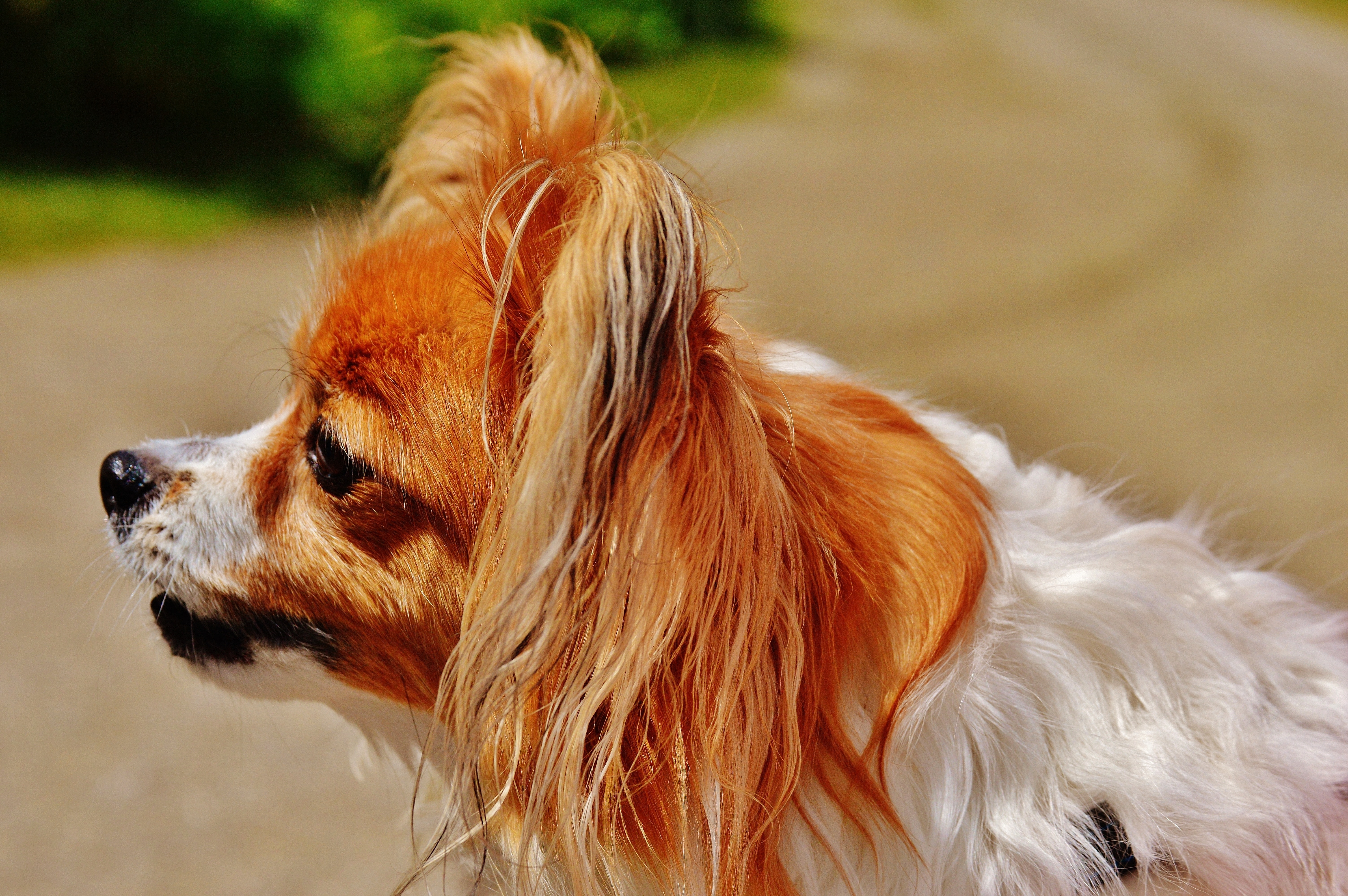 white and brown cavalier king charles spaniel