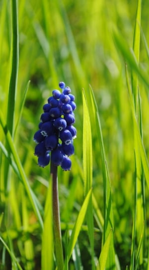 blue flower on green grass lawn thumbnail