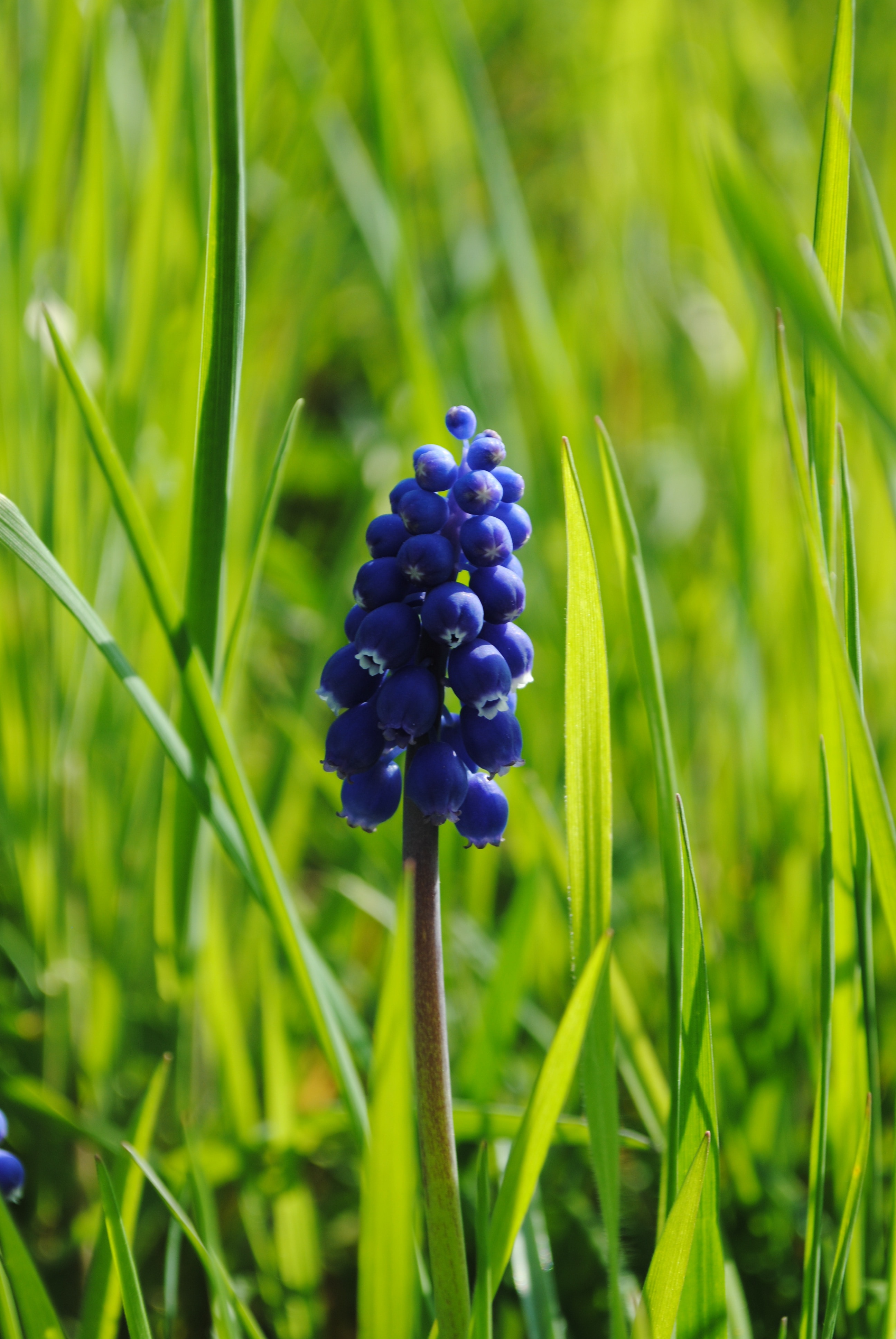 blue flower on green grass lawn