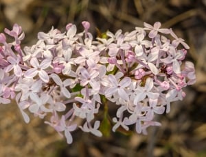 pink and white flowers lot thumbnail