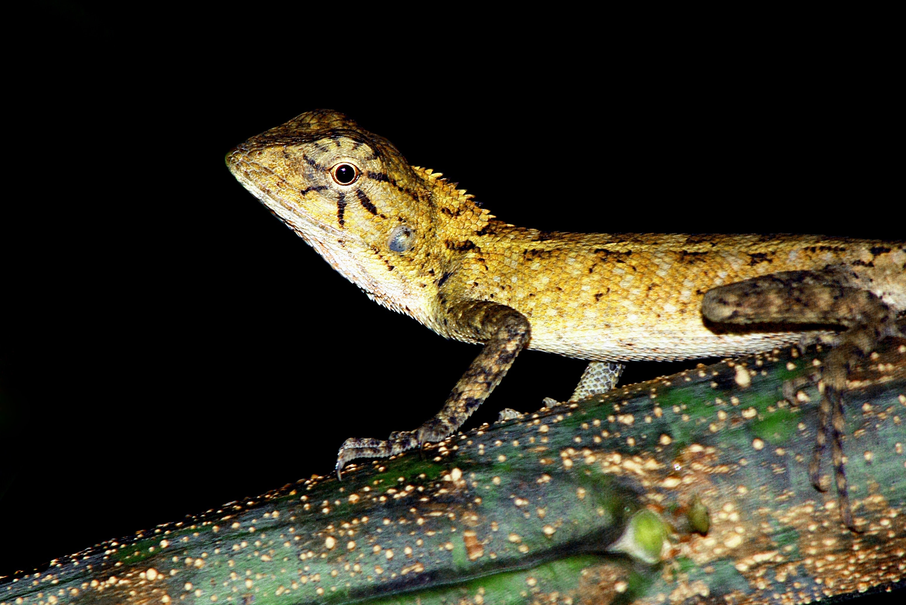 yellow leopard gecko