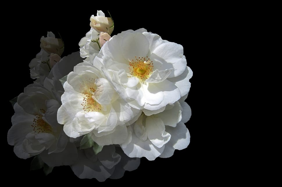 white petaled flowers preview