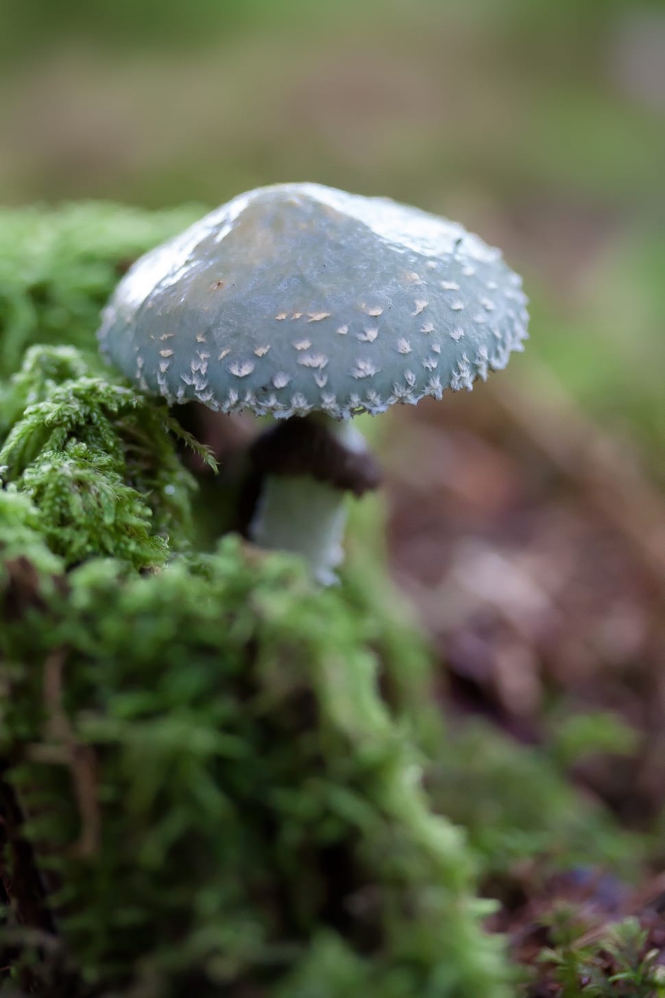 Disc Fungus, Mushroom, Tender, Greenish, mushroom, close-up preview