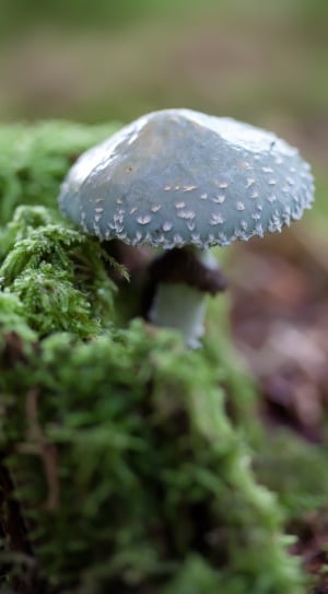 Disc Fungus, Mushroom, Tender, Greenish, mushroom, close-up thumbnail