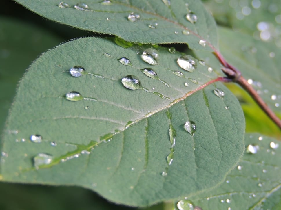 close up photography of water dew on green ovate leaf preview