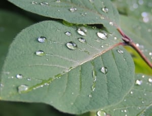 close up photography of water dew on green ovate leaf thumbnail