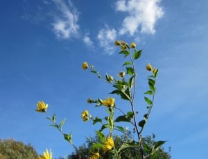 Clouds, Flowers, Sky, Plant, Topinambus, growth, sky thumbnail