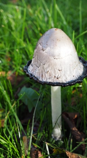white and black mushroom thumbnail