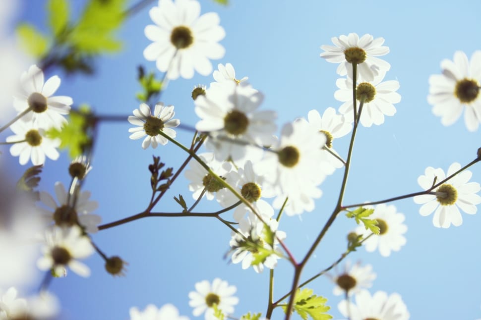 photography of white petaled flower under blue sky during daytime preview