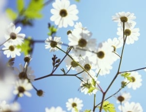 photography of white petaled flower under blue sky during daytime thumbnail