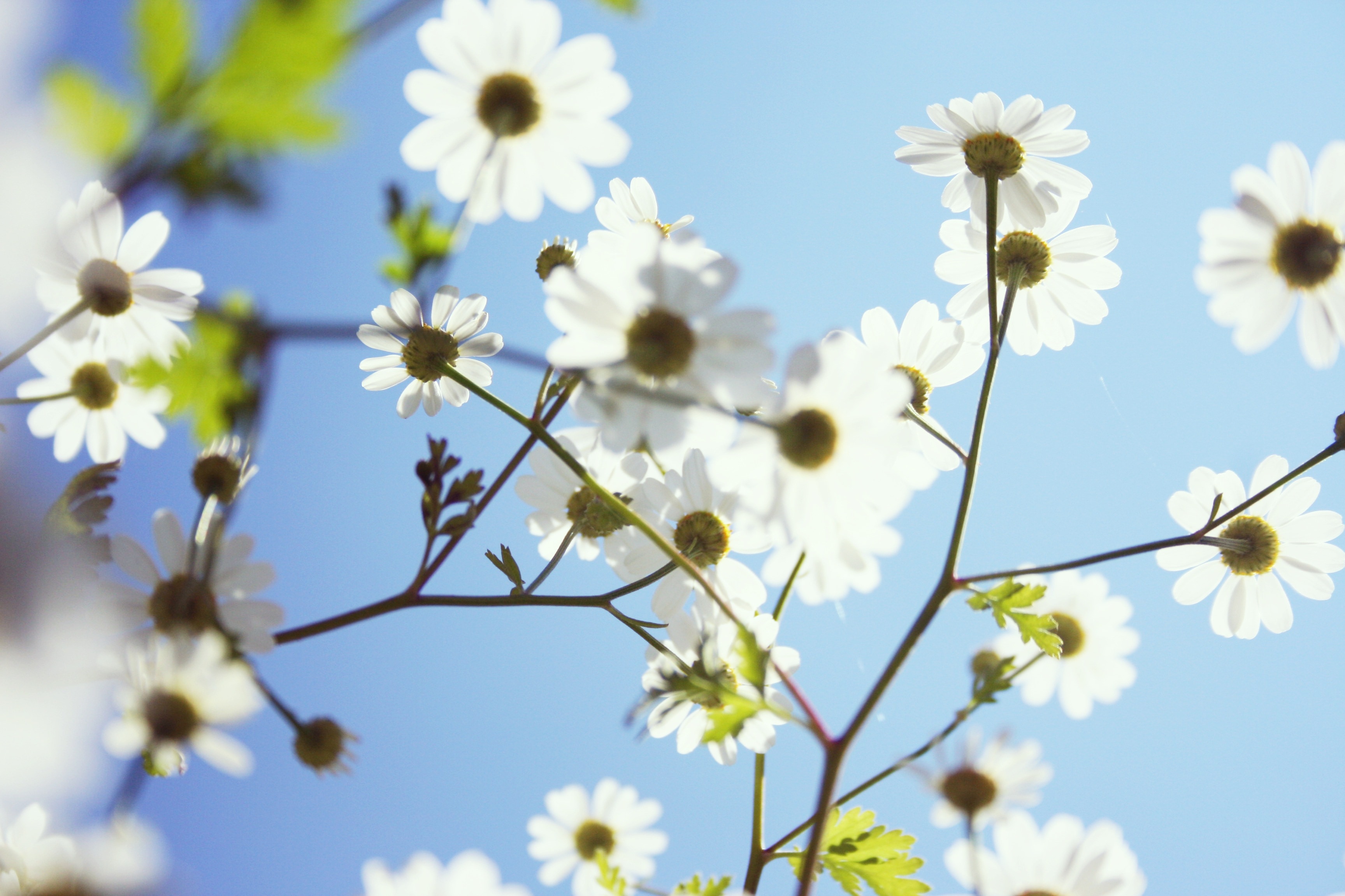 photography of white petaled flower under blue sky during daytime