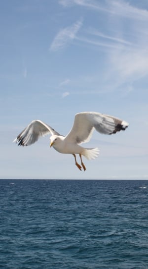 white seagull thumbnail