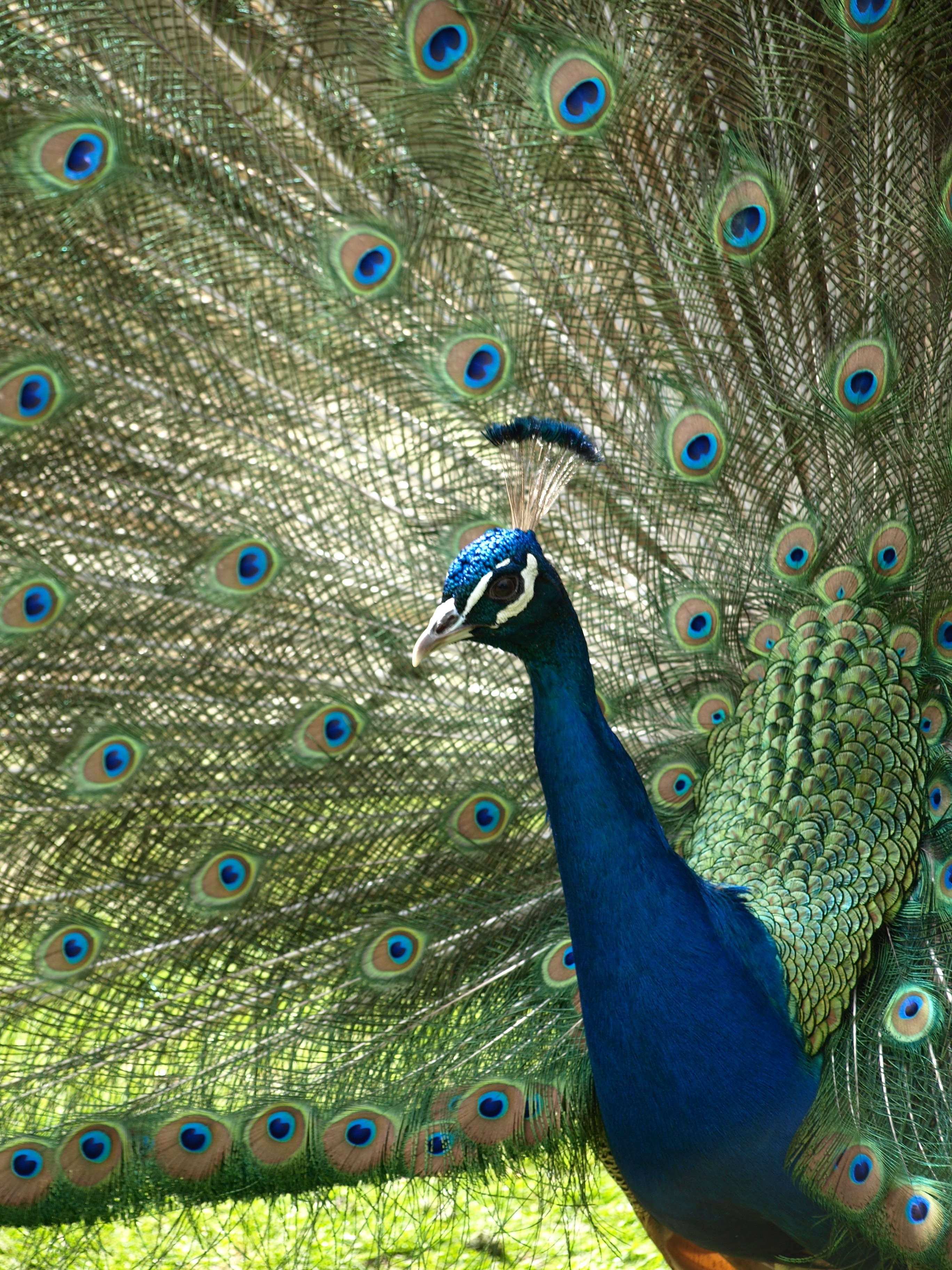 blue and green peacock