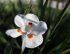 white and orange iris thumbnail